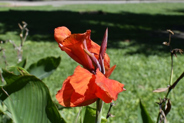 Closeup of a plant with a red flower