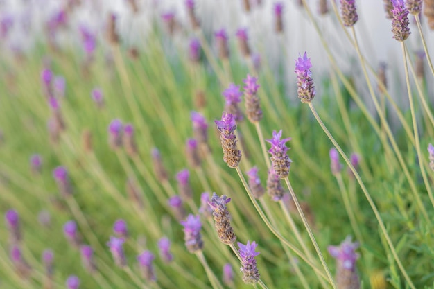 Closeup to planter with lavender flowers and white backgroud