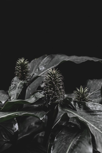 Closeup of plants in black and white: fresh leaves in black background, dark tone