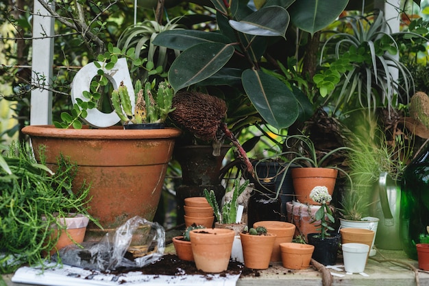 Photo closeup of plants and pots