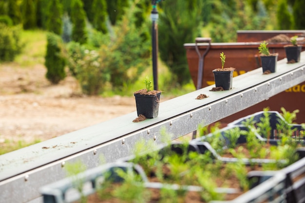 Closeup plastic chests with white cedar seedlings in pots Farm with nursery of conifers and other decorative plants for gardens Selective focus