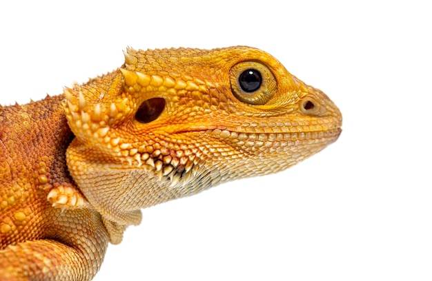 Closeup on a Pogona head agame barbu isolated on white