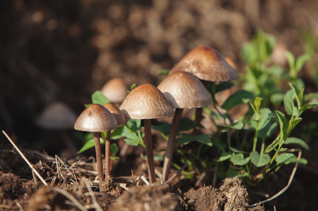 Closeup of poisonous but beautiful mushrooms in the forest