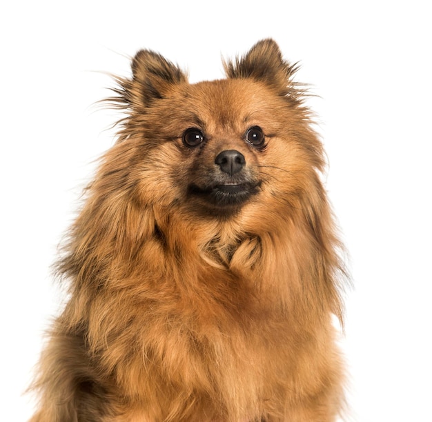 Closeup of a Pomeranian isolated on white