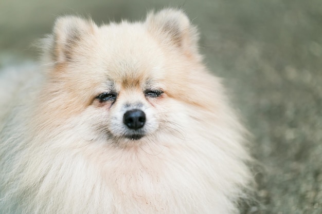 Photo closeup of pomeranian