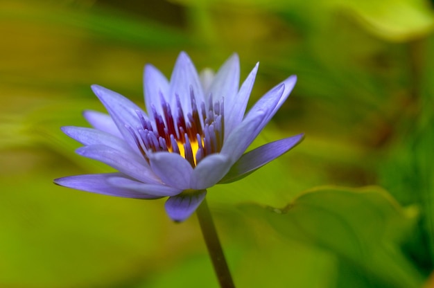 Loto pulito elegante del sole dello stagno del primo piano