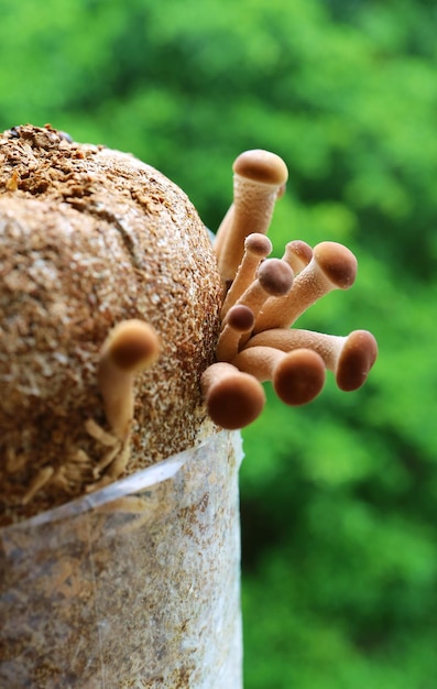 Closeup of Poplar Mushrooms or Velvet Pioppini Yanagi Matsutake Growing Out off Mycelium Block