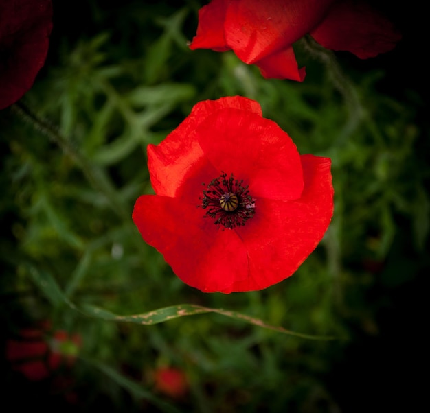 Closeup of poppy on dark background