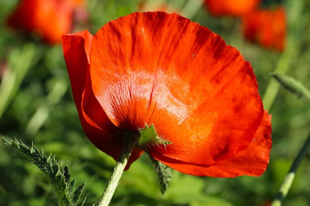 closeup of poppy in sunlight with selective focus on a natural blurry green background