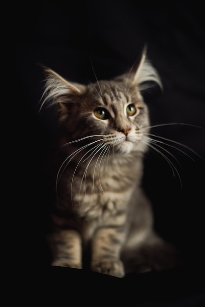 Closeup Portrait of Adorable Maine Coon Cat Stare up Isolated on Black Background Front view