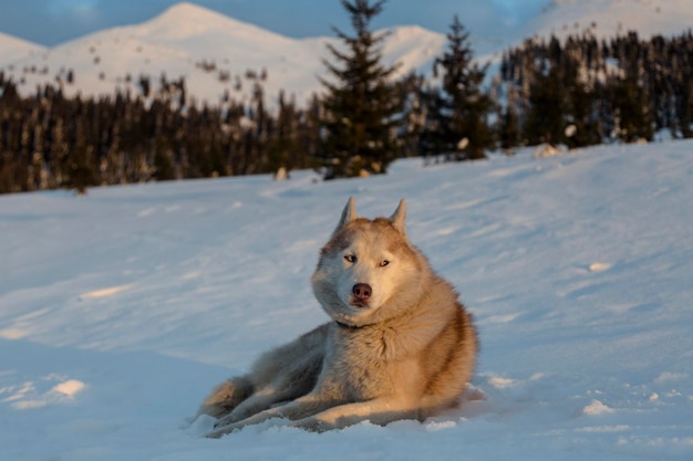 Closeup portrait of adorable siberian husky dog lying on the snow in the Carpathians mountains at sunset Ukraine