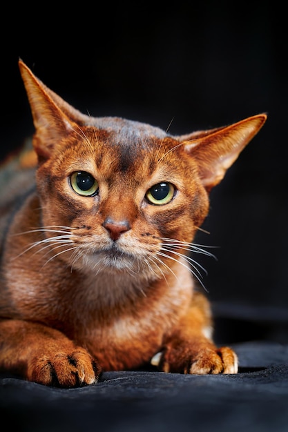 Closeup portrait angry Abyssinian cat Studio shot