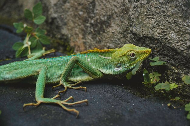 A closeup portrait of a beautiful Ambilobe chameleon panther on a branch