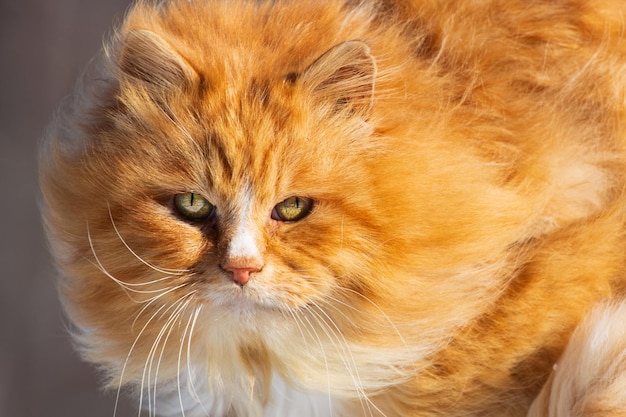 Closeup portrait of a beautiful ginger cat