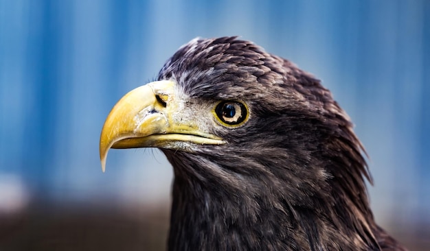 Closeup portrait of beautiful golden eagle on blue blurred background