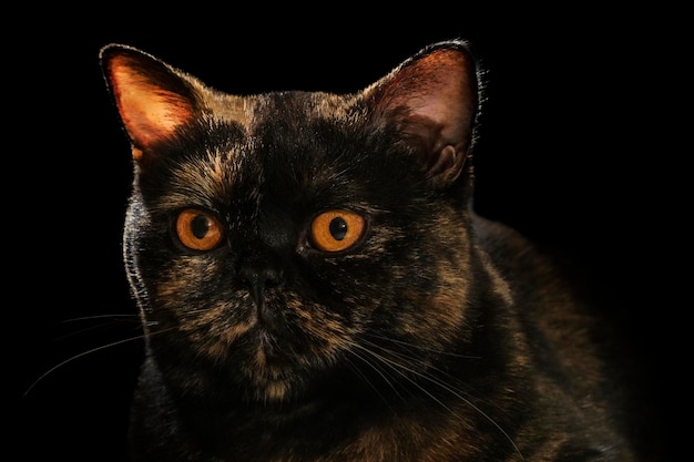 Closeup portrait of a beautiful scottish breed cat isolated on black background