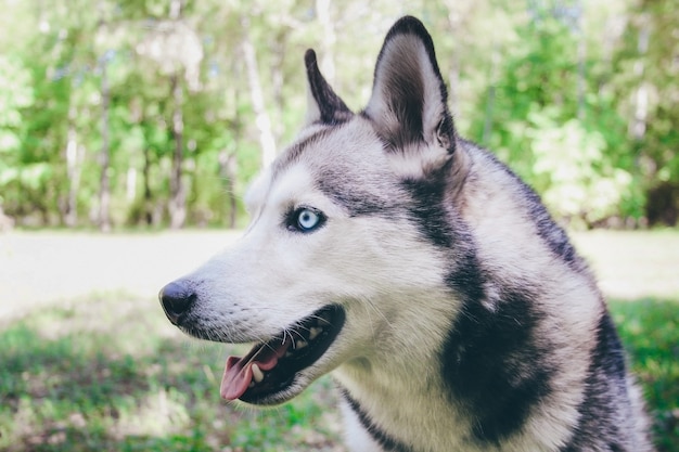 A closeup portrait of beautiful Siberian husky who sits at green grass at park