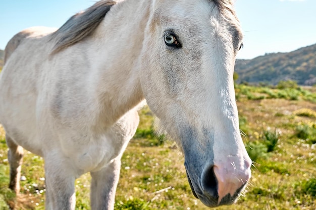 青い目を持つ美しい白い馬のポートレート、クローズ アップ