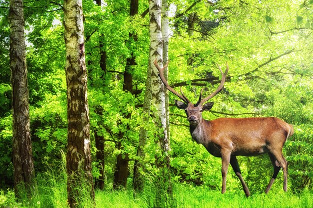 Closeup portrait of beautiful wild deer with horns walking in the spring green forest