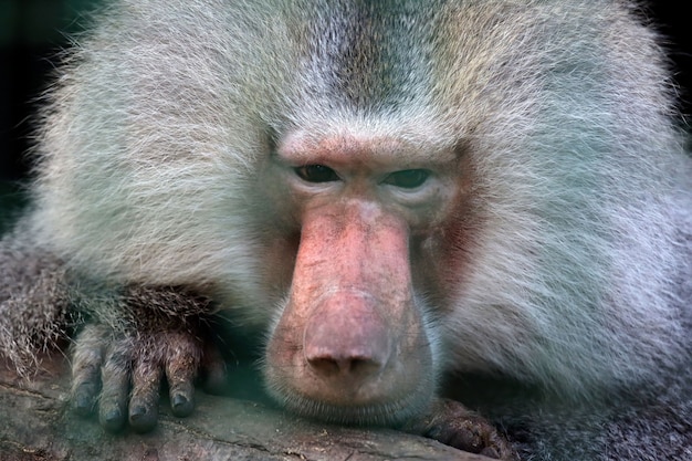 Closeup portrait of a big monkey