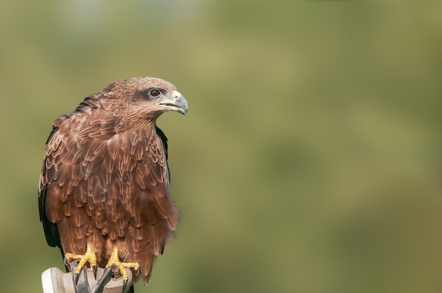 A closeup portrait of a black kite