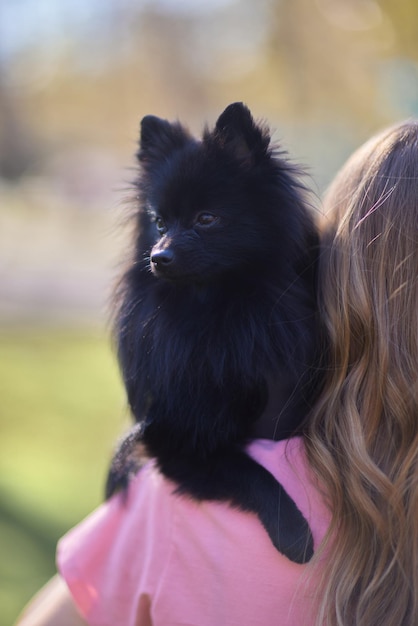 Closeup portrait of a black spitz dog