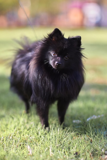 Closeup portrait of a black spitz dog