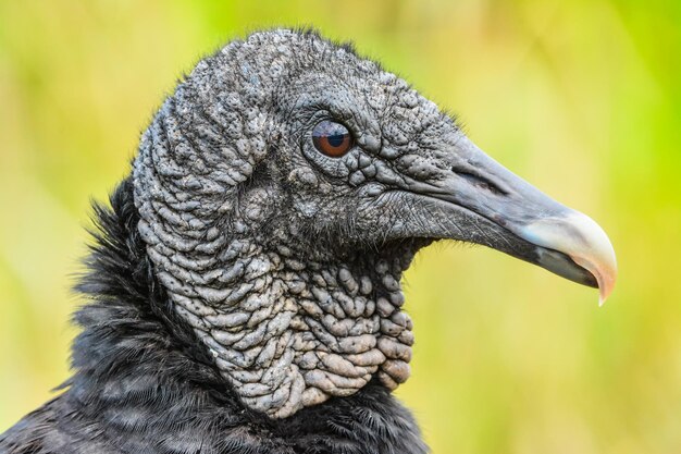 Closeup portrait of a Black vulture