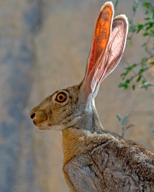 Blacktailed Jackrabbit의 근접 촬영 초상화