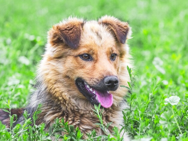 흥미로운 표정으로 갈색 강아지의 근접 촬영 초상화.