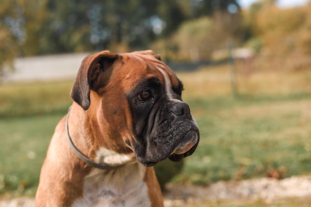 Closeup portrait of a brown German boxer with a black snout looking aside