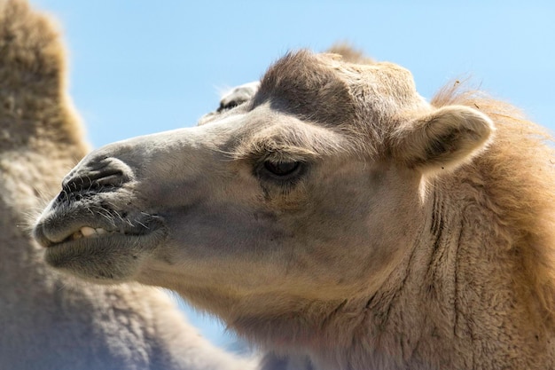 Closeup portrait of a camel