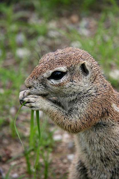 Closeup portrait of cape ground squirrel xerus inauris feeding in etosha national park namibia