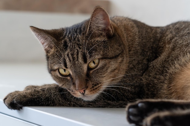 Closeup portrait of a cat with yellow eyes