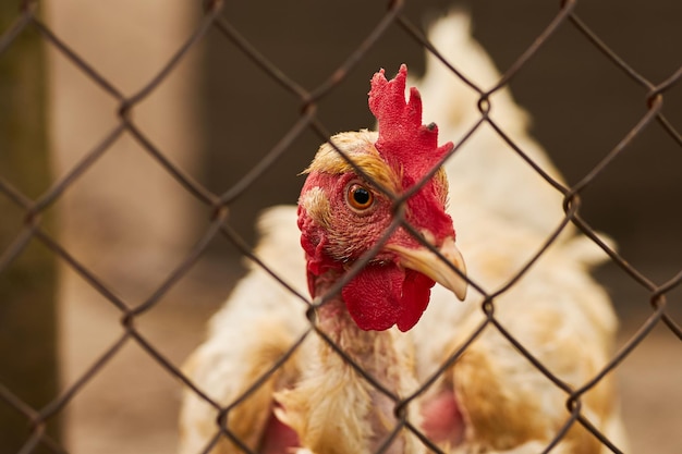 Closeup portrait of a chicken A hen Agriculture Chicken closeup