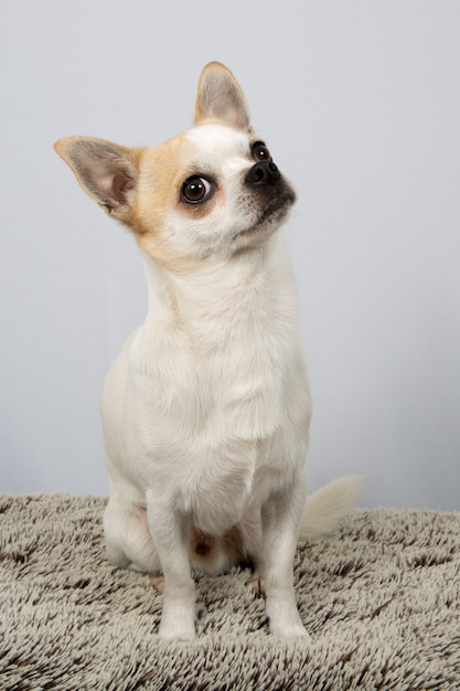 Closeup portrait of Chihuahua dog