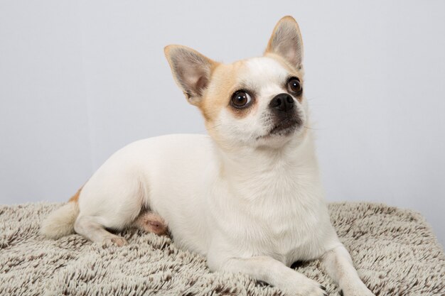 Closeup portrait of Chihuahua dog