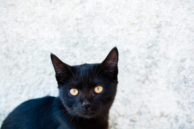 Closeup portrait of cute Beautiful kitten as domestic animal