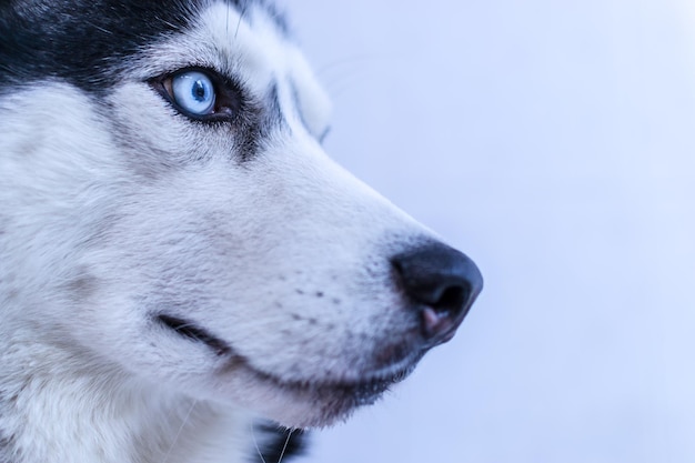 Closeup portrait cute blueeyed siberian husky dog