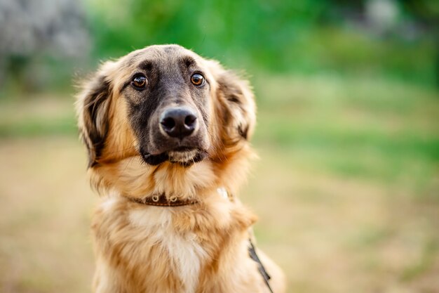 Closeup portrait of a cute brown dog