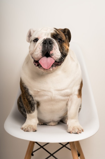 Closeup portrait of a cute bulldog sitting on a chair staring at the camera on white background