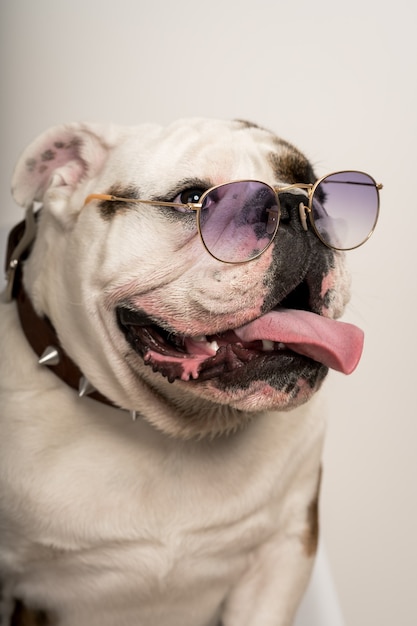 Ritratto del primo piano di un bulldog carino con occhiali da sole eleganti su sfondo bianco white