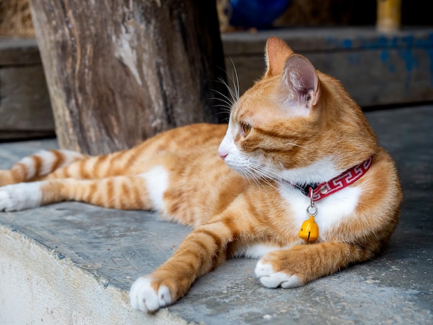 Ritratto del primo piano del gatto giovane e pigro sveglio dello zenzero che guarda fuori mentre si rilassa sdraiato sul piano terra di cemento