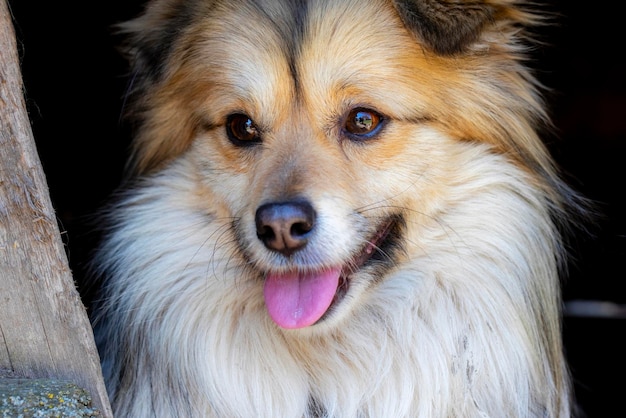 Closeup portrait of cute mutt dog The muzzle of a mongrel with red hair