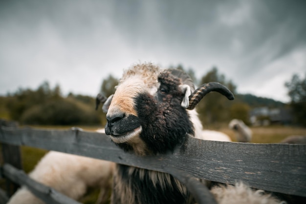 Closeup portrait of a cute sheep staring