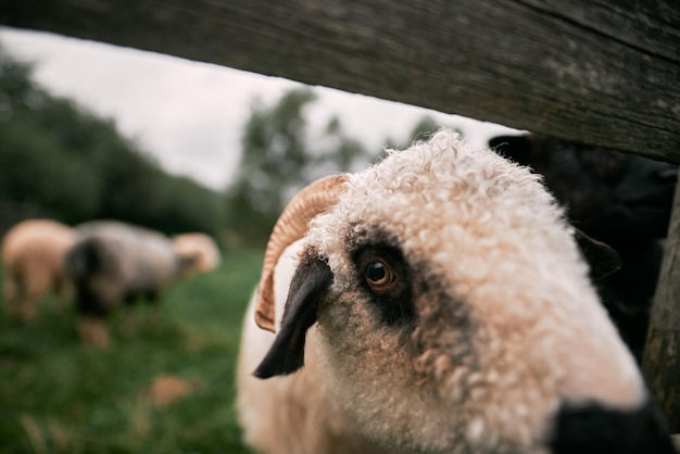 Closeup portrait of a cute sheep staring