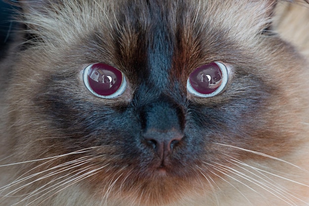 Closeup portrait of a cute young adult beige and brown cat Neva masquerade cat