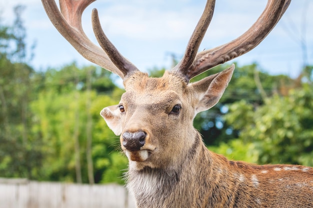 Closeup portrait of deer on blurred background in forest_