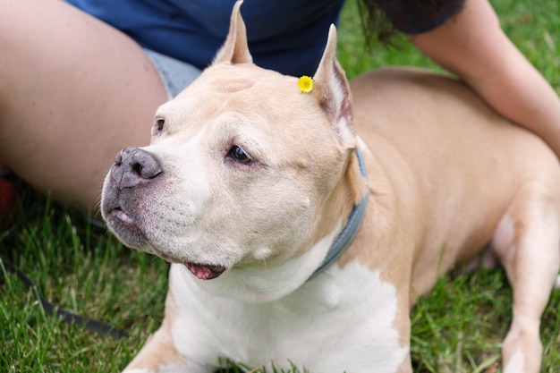 Closeup portrait of a dog breed American Staffordshire Terrier