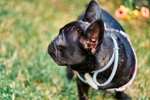 Closeup portrait of a dog french bulldog in the garden